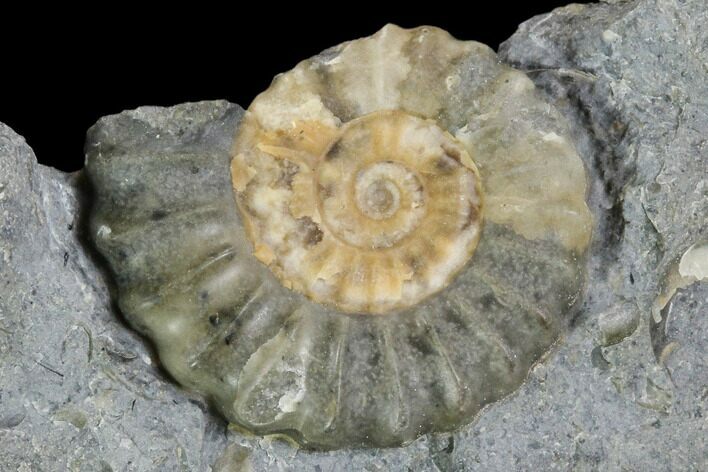 Fossil Ammonite (Promicroceras) - Lyme Regis #110685